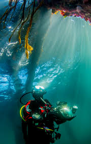 Image result for 3D Diving Club