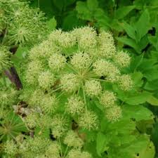 Image result for Angelica silvestris