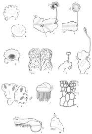 Attēlu rezultāti vaicājumam “Jungermannia sphaerocarpa”