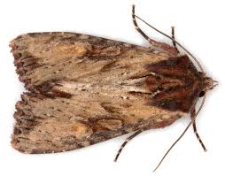 Attēlu rezultāti vaicājumam “Apamea epomidion”