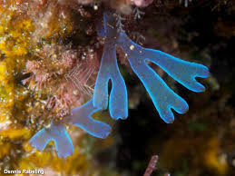 Attēlu rezultāti vaicājumam “Dictydiaethaliaceae”
