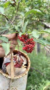 Attēlu rezultāti vaicājumam “Sambucus racemosa fruit”