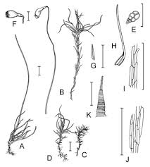 Attēlu rezultāti vaicājumam “Leptobryum pyriforme sporophyte”
