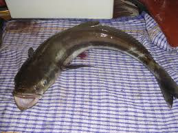 Image result for Rachycentron canadum