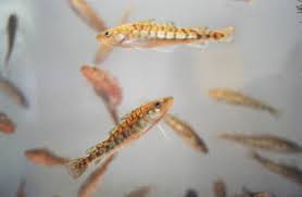 Image result for Microgadus tomcod