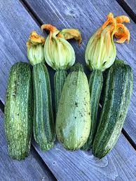 Image result for Zucchini