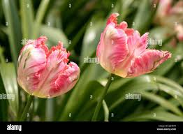 Attēlu rezultāti vaicājumam “Tulipa gesneriana”