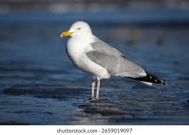 Attēlu rezultāti vaicājumam “Larus argentatus adult”