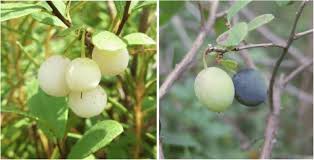 Attēlu rezultāti vaicājumam “Vaccinium uliginosum fruit”