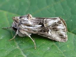 Attēlu rezultāti vaicājumam “Calophasia lunula”