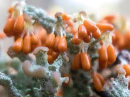 Attēlu rezultāti vaicājumam “Leocarpus fragilis young”