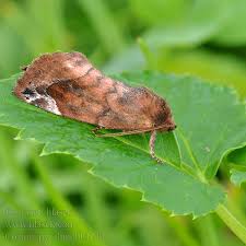 Attēlu rezultāti vaicājumam “Cosmia pyralina”