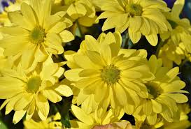 Image result for Chrysanthemum spectabile