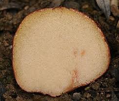 Attēlu rezultāti vaicājumam “Rhizopogon luteolus”