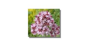 Attēlu rezultāti vaicājumam “Origanum majorana flower”