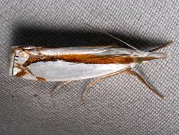 Attēlu rezultāti vaicājumam “Crambus heringiellus”