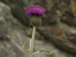 Attēlu rezultāti vaicājumam “Cirsium x rigens”