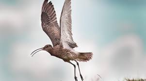 Image result for Clyde Valley Predators