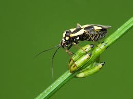 Attēlu rezultāti vaicājumam “Grypocoris sexguttatus”