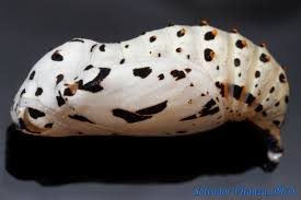 Attēlu rezultāti vaicājumam “Nymphalis xanthomelas pupa”
