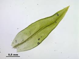 Attēlu rezultāti vaicājumam “Orthotrichum anomalum”