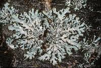 Attēlu rezultāti vaicājumam “Parmelia sulcata”