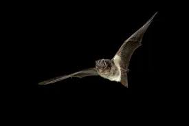 Attēlu rezultāti vaicājumam “Barbastella barbastellus”