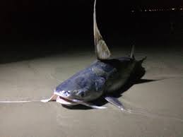 Image result for Bagre marinus