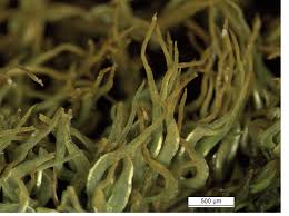 Attēlu rezultāti vaicājumam “Nardia geoscyphus”