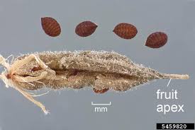 Attēlu rezultāti vaicājumam “Oxalis corniculata fruit”