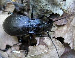 Attēlu rezultāti vaicājumam “Carabus hortensis”