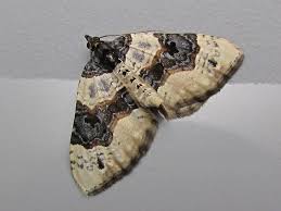 Attēlu rezultāti vaicājumam “Cosmorhoe ocellata”