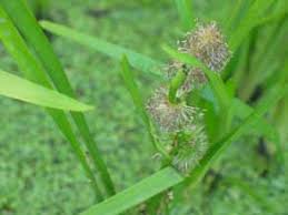 Attēlu rezultāti vaicājumam “Sparganium minimum”