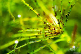 Attēlu rezultāti vaicājumam “Najas major leaf”