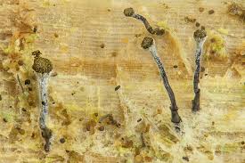 Attēlu rezultāti vaicājumam “Chaenotheca laevigata”