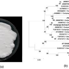 Attēlu rezultāti vaicājumam “Cordyceps farinosa”