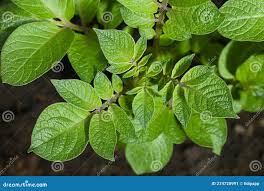 Attēlu rezultāti vaicājumam “Solanum tuberosum leaf”