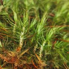 Attēlu rezultāti vaicājumam “Campylopus pyriformis”