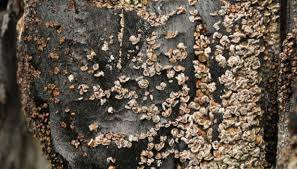 Attēlu rezultāti vaicājumam “Hypocenomyce friesii”