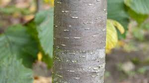 Attēlu rezultāti vaicājumam “Ulmus laevis”