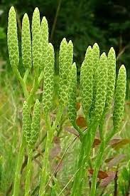 Attēlu rezultāti vaicājumam “Diphasiastrum tristachyum”