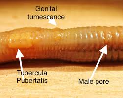 Attēlu rezultāti vaicājumam “Lumbricus terrestris”