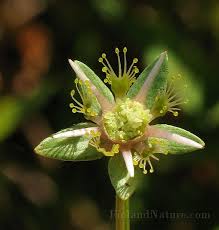 Attēlu rezultāti vaicājumam “Parnassiaceae”