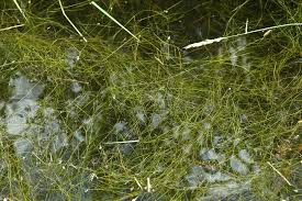 Attēlu rezultāti vaicājumam “Potamogeton trichoides”