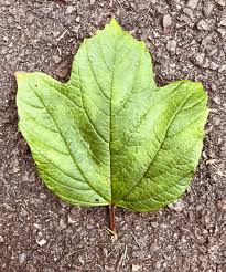 Attēlu rezultāti vaicājumam “Viburnum opulus leaf”