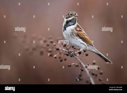 Attēlu rezultāti vaicājumam “Emberiza schoeniclus male”