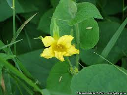 Attēlu rezultāti vaicājumam “Thladiantha dubia”