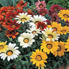 Image result for Gazanien