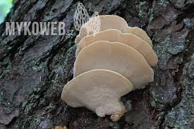 Attēlu rezultāti vaicājumam “Climacocystis borealis”