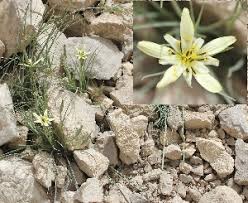 Attēlu rezultāti vaicājumam “Tragopogon heterospermus flower”